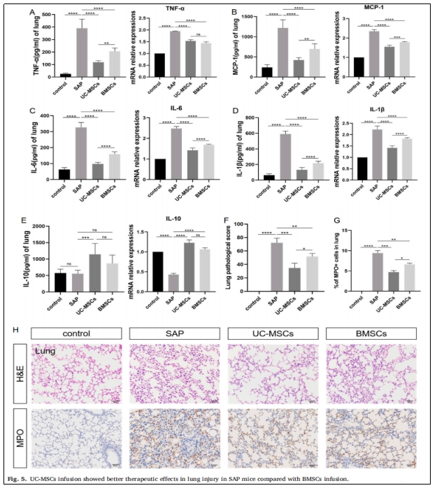圖5:UC-MSCs輸注對(duì)SAP小鼠肺損傷的治療效果優(yōu)于BMSCs輸注。 圖5:UC-MSCs輸注對(duì)SAP小鼠肺損傷的治療效果優(yōu)于BMSCs輸注。