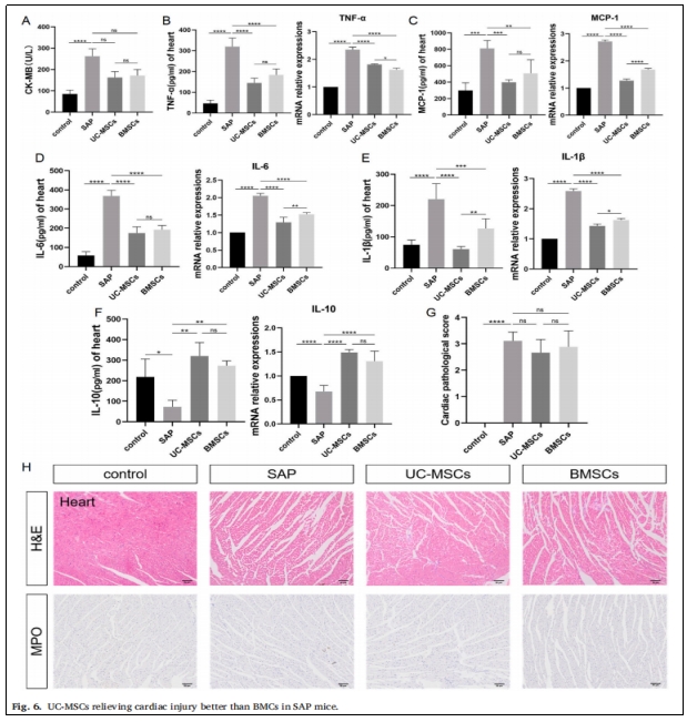圖6:UC-MSCs對(duì)SAP小鼠心臟損傷的緩解作用優(yōu)于BMCs。 圖6:UC-MSCs對(duì)SAP小鼠心臟損傷的緩解作用優(yōu)于BMCs。
