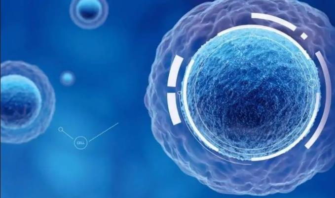 間充質干細胞治療新策略:藥物遞送、腫瘤治療、免疫調節與臨床轉化的應用前景 間充質干細胞治療新策略:藥物遞送、腫瘤治療、免疫調節與臨床轉化的應用前景