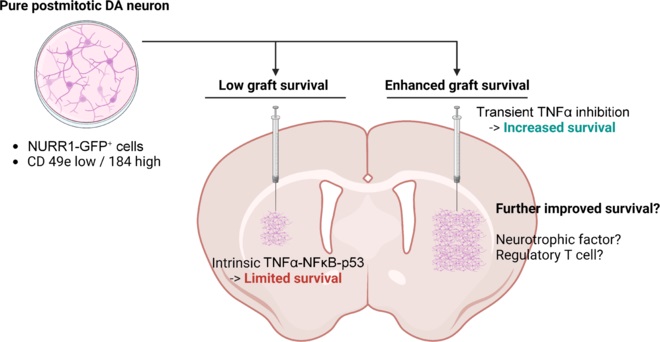 圖1：本文探討了提高移植后經(jīng)NURR1驅(qū)動的GFP表達(dá)或基于CD49e和CD184標(biāo)記分離純化的有絲分裂后多巴胺能神經(jīng)元體內(nèi)存活率的策略。